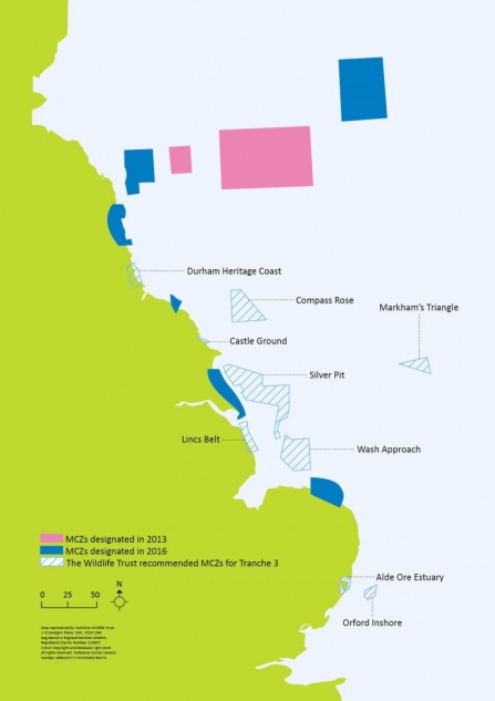 Marine Conservation Zones | Northumberland Wildlife Trust